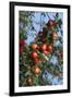 Red Cider Apples on the Branch of an Apple Tree-Guy Thouvenin-Framed Photographic Print