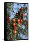 Red Cider Apples on the Branch of an Apple Tree-Guy Thouvenin-Framed Stretched Canvas