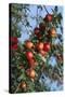 Red Cider Apples on the Branch of an Apple Tree-Guy Thouvenin-Stretched Canvas