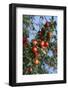 Red Cider Apples on the Branch of an Apple Tree-Guy Thouvenin-Framed Photographic Print