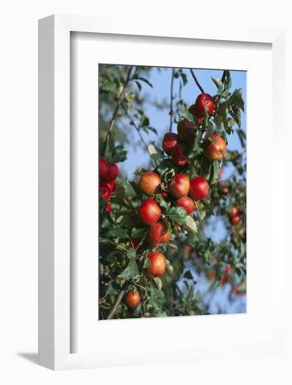 Red Cider Apples on the Branch of an Apple Tree-Guy Thouvenin-Framed Photographic Print