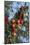 Red Cider Apples on the Branch of an Apple Tree-Guy Thouvenin-Mounted Photographic Print