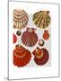 Red Clam Shells-Fab Funky-Mounted Art Print