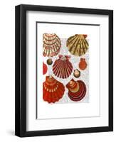 Red Clam Shells-Fab Funky-Framed Art Print