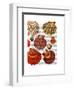 Red Clam Shells-Fab Funky-Framed Art Print