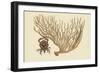 Red Claw Crab-Mark Catesby-Framed Art Print