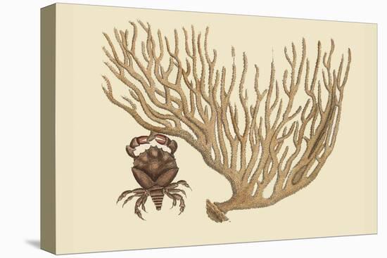 Red Claw Crab-Mark Catesby-Stretched Canvas