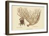 Red Claw Crab-Mark Catesby-Framed Art Print