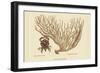 Red Claw Crab-Mark Catesby-Framed Art Print