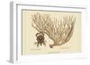 Red Claw Crab-Mark Catesby-Framed Art Print