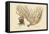 Red Claw Crab-Mark Catesby-Framed Stretched Canvas