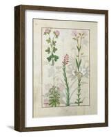 Red Clover and Aube.B: Bellidis, Onobrychis and Hyssopus, The Book of Simple Medicines-Robinet Testard-Framed Giclee Print