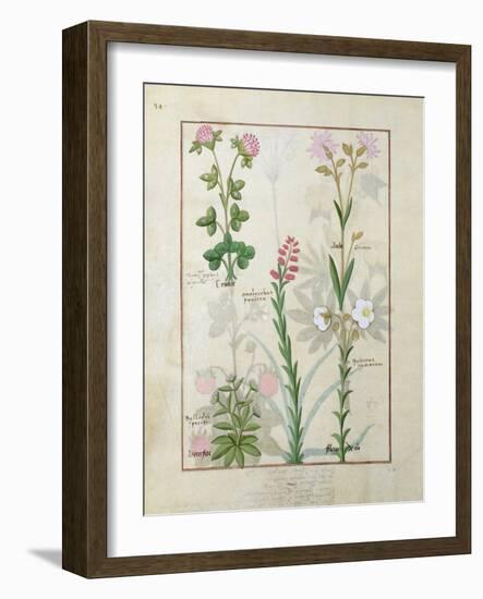 Red Clover and Aube.B: Bellidis, Onobrychis and Hyssopus, The Book of Simple Medicines-Robinet Testard-Framed Giclee Print