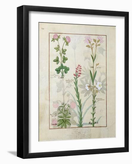 Red Clover and Aube.B: Bellidis, Onobrychis and Hyssopus, The Book of Simple Medicines-Robinet Testard-Framed Giclee Print