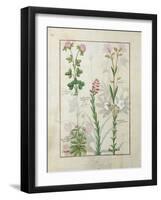 Red Clover and Aube.B: Bellidis, Onobrychis and Hyssopus, The Book of Simple Medicines-Robinet Testard-Framed Giclee Print