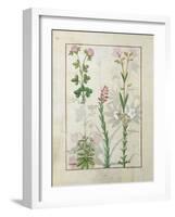 Red Clover and Aube.B: Bellidis, Onobrychis and Hyssopus, The Book of Simple Medicines-Robinet Testard-Framed Giclee Print