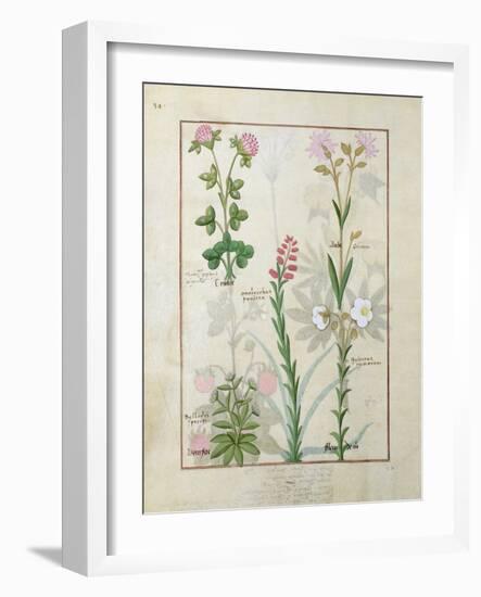 Red Clover and Aube.B: Bellidis, Onobrychis and Hyssopus, The Book of Simple Medicines-Robinet Testard-Framed Giclee Print