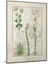 Red Clover and Aube.B: Bellidis, Onobrychis and Hyssopus, The Book of Simple Medicines-Robinet Testard-Mounted Giclee Print