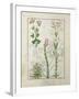 Red Clover and Aube.B: Bellidis, Onobrychis and Hyssopus, The Book of Simple Medicines-Robinet Testard-Framed Giclee Print