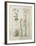 Red Clover and Aube.B: Bellidis, Onobrychis and Hyssopus, The Book of Simple Medicines-Robinet Testard-Framed Giclee Print