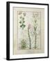 Red Clover and Aube.B: Bellidis, Onobrychis and Hyssopus, The Book of Simple Medicines-Robinet Testard-Framed Giclee Print