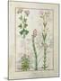 Red Clover and Aube.B: Bellidis, Onobrychis and Hyssopus, The Book of Simple Medicines-Robinet Testard-Mounted Giclee Print