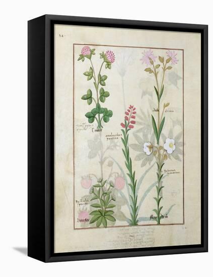Red Clover and Aube.B: Bellidis, Onobrychis and Hyssopus, The Book of Simple Medicines-Robinet Testard-Framed Stretched Canvas