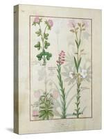 Red Clover and Aube.B: Bellidis, Onobrychis and Hyssopus, The Book of Simple Medicines-Robinet Testard-Stretched Canvas