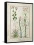 Red Clover and Aube.B: Bellidis, Onobrychis and Hyssopus, The Book of Simple Medicines-Robinet Testard-Framed Stretched Canvas