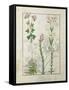 Red Clover and Aube.B: Bellidis, Onobrychis and Hyssopus, The Book of Simple Medicines-Robinet Testard-Framed Stretched Canvas