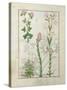 Red Clover and Aube.B: Bellidis, Onobrychis and Hyssopus, The Book of Simple Medicines-Robinet Testard-Stretched Canvas