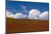 Red Clover Field, Sicily-Caroyl La Barge-Mounted Photographic Print