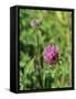 Red Clover Flowerheads (Trifolium Pratense), Chalk Grassland Meadow, Wiltshire, England, UK, Europe-Nick Upton-Framed Stretched Canvas