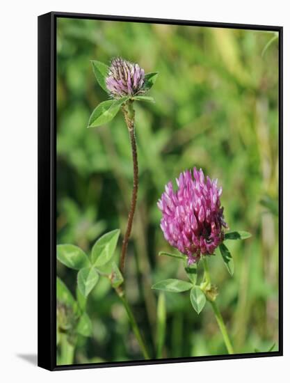 Red Clover Flowerheads (Trifolium Pratense), Chalk Grassland Meadow, Wiltshire, England, UK, Europe-Nick Upton-Framed Stretched Canvas