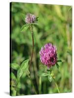 Red Clover Flowerheads (Trifolium Pratense), Chalk Grassland Meadow, Wiltshire, England, UK, Europe-Nick Upton-Stretched Canvas