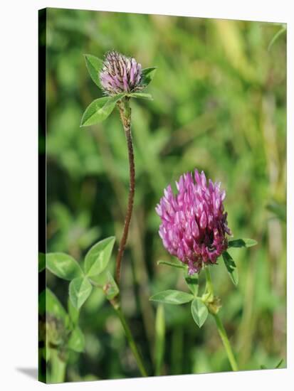 Red Clover Flowerheads (Trifolium Pratense), Chalk Grassland Meadow, Wiltshire, England, UK, Europe-Nick Upton-Stretched Canvas