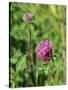 Red Clover Flowerheads (Trifolium Pratense), Chalk Grassland Meadow, Wiltshire, England, UK, Europe-Nick Upton-Stretched Canvas