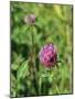 Red Clover Flowerheads (Trifolium Pratense), Chalk Grassland Meadow, Wiltshire, England, UK, Europe-Nick Upton-Mounted Photographic Print