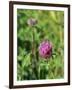 Red Clover Flowerheads (Trifolium Pratense), Chalk Grassland Meadow, Wiltshire, England, UK, Europe-Nick Upton-Framed Photographic Print