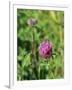 Red Clover Flowerheads (Trifolium Pratense), Chalk Grassland Meadow, Wiltshire, England, UK, Europe-Nick Upton-Framed Photographic Print