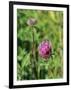 Red Clover Flowerheads (Trifolium Pratense), Chalk Grassland Meadow, Wiltshire, England, UK, Europe-Nick Upton-Framed Photographic Print