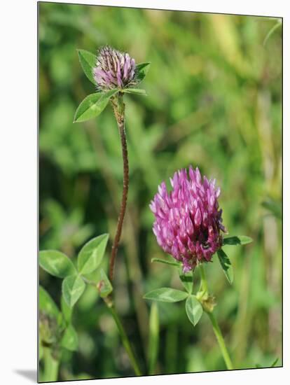 Red Clover Flowerheads (Trifolium Pratense), Chalk Grassland Meadow, Wiltshire, England, UK, Europe-Nick Upton-Mounted Photographic Print