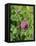 Red Clover Flowerheads (Trifolium Pratense), Chalk Grassland Meadow, Wiltshire, England, UK, Europe-Nick Upton-Framed Stretched Canvas