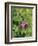 Red Clover Flowerheads (Trifolium Pratense), Chalk Grassland Meadow, Wiltshire, England, UK, Europe-Nick Upton-Framed Photographic Print