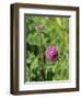 Red Clover Flowerheads (Trifolium Pratense), Chalk Grassland Meadow, Wiltshire, England, UK, Europe-Nick Upton-Framed Photographic Print