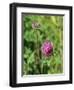 Red Clover Flowerheads (Trifolium Pratense), Chalk Grassland Meadow, Wiltshire, England, UK, Europe-Nick Upton-Framed Photographic Print