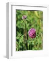 Red Clover Flowerheads (Trifolium Pratense), Chalk Grassland Meadow, Wiltshire, England, UK, Europe-Nick Upton-Framed Photographic Print