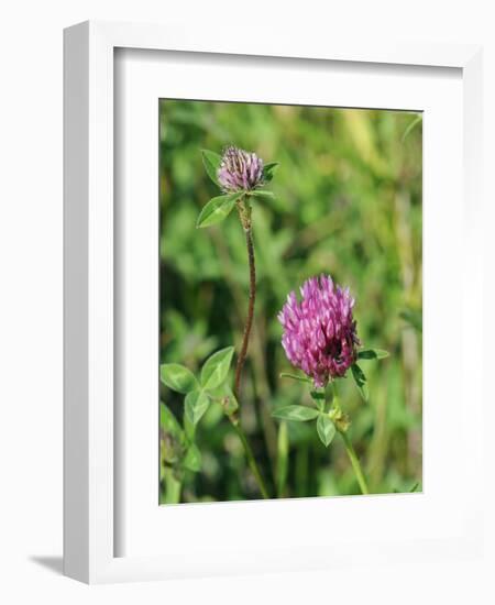 Red Clover Flowerheads (Trifolium Pratense), Chalk Grassland Meadow, Wiltshire, England, UK, Europe-Nick Upton-Framed Photographic Print