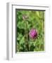 Red Clover Flowerheads (Trifolium Pratense), Chalk Grassland Meadow, Wiltshire, England, UK, Europe-Nick Upton-Framed Photographic Print