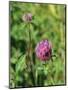 Red Clover Flowerheads (Trifolium Pratense), Chalk Grassland Meadow, Wiltshire, England, UK, Europe-Nick Upton-Mounted Photographic Print